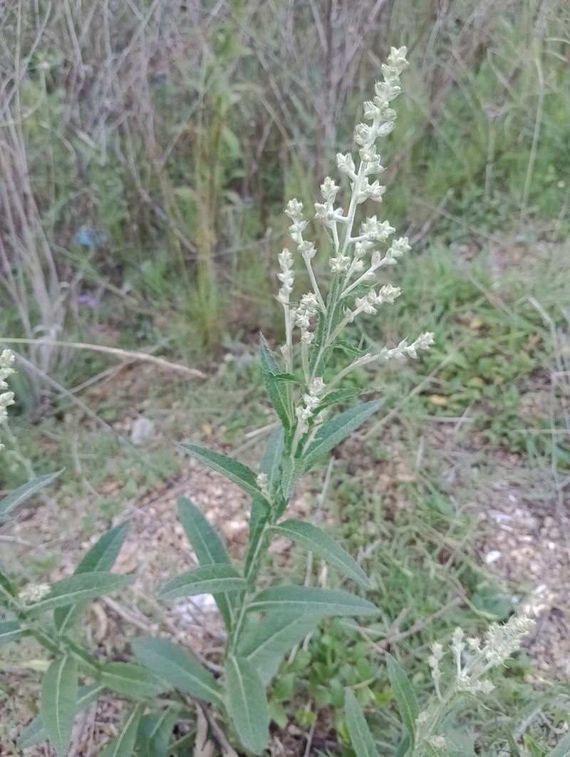 Pterocaulon balansae photo 4