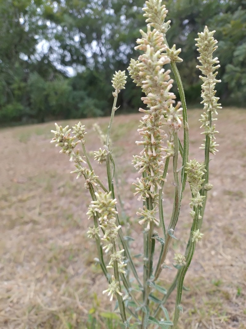 Pterocaulon balansae photo 5