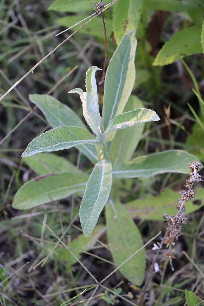 Pterocaulon balansae photo 6