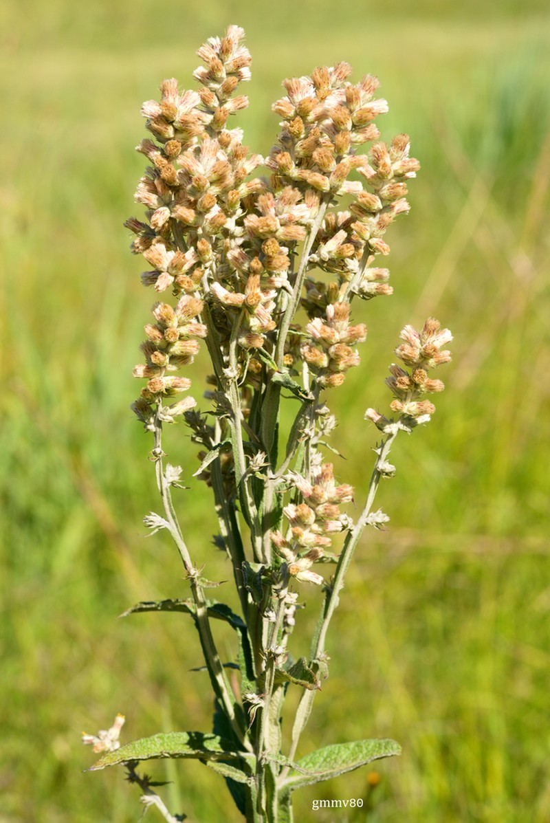 Pterocaulon balansae photo 7