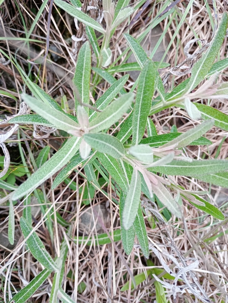 Pterocaulon balansae photo 8