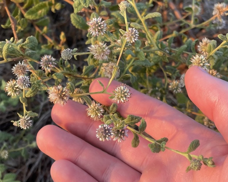 Pterocaulon brachyanthum
