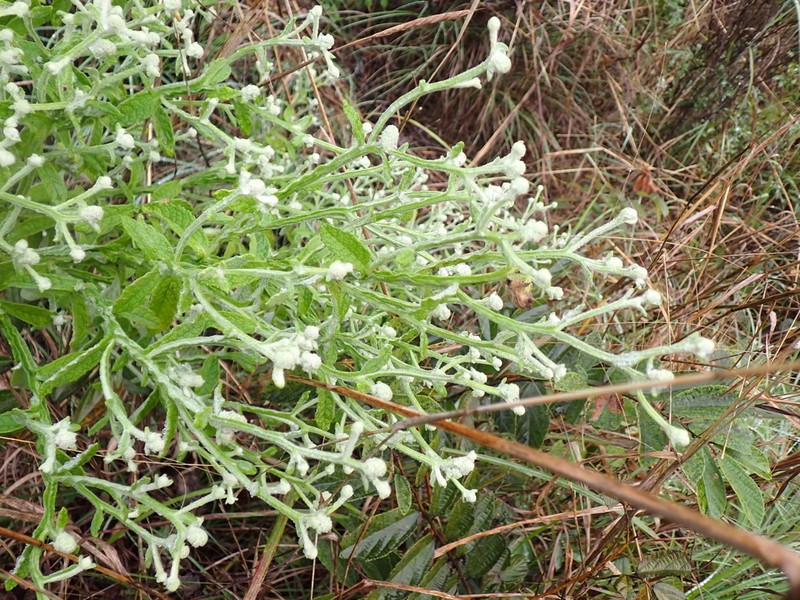 Pterocaulon ciliosum