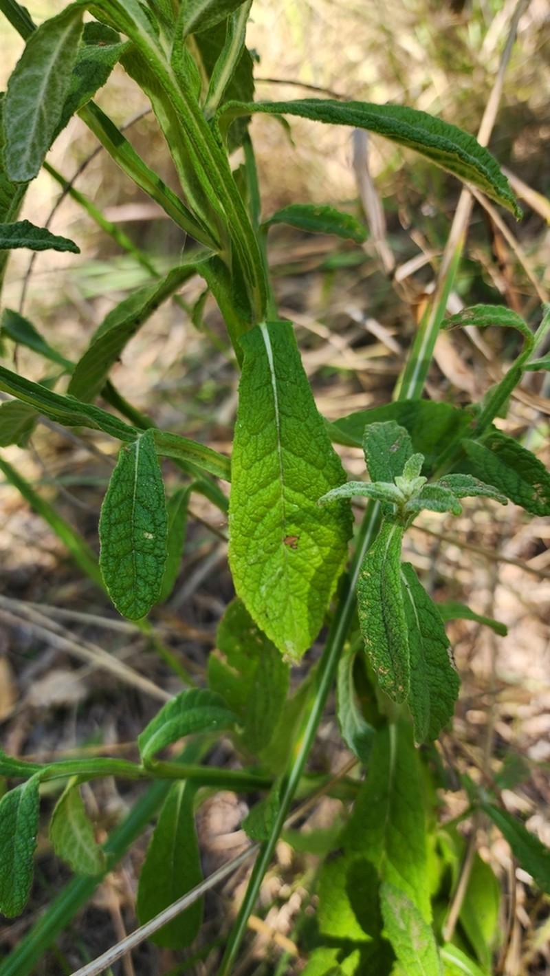 Pterocaulon ciliosum photo 2