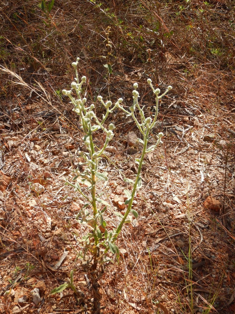 Pterocaulon ciliosum photo 3