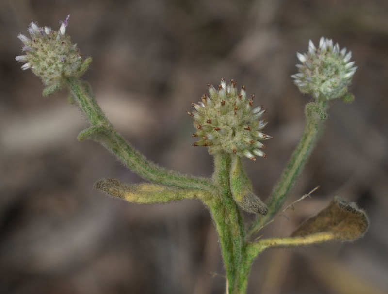 Pterocaulon ciliosum photo 4