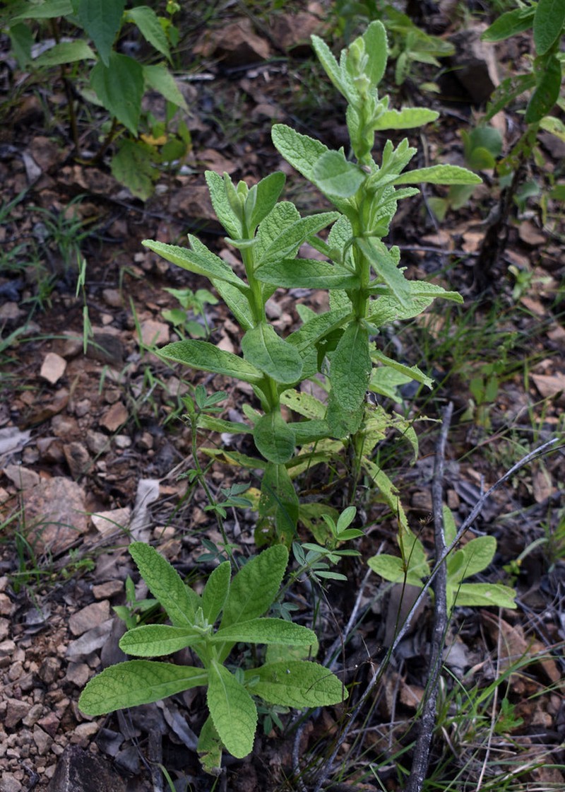 Pterocaulon ciliosum photo 5