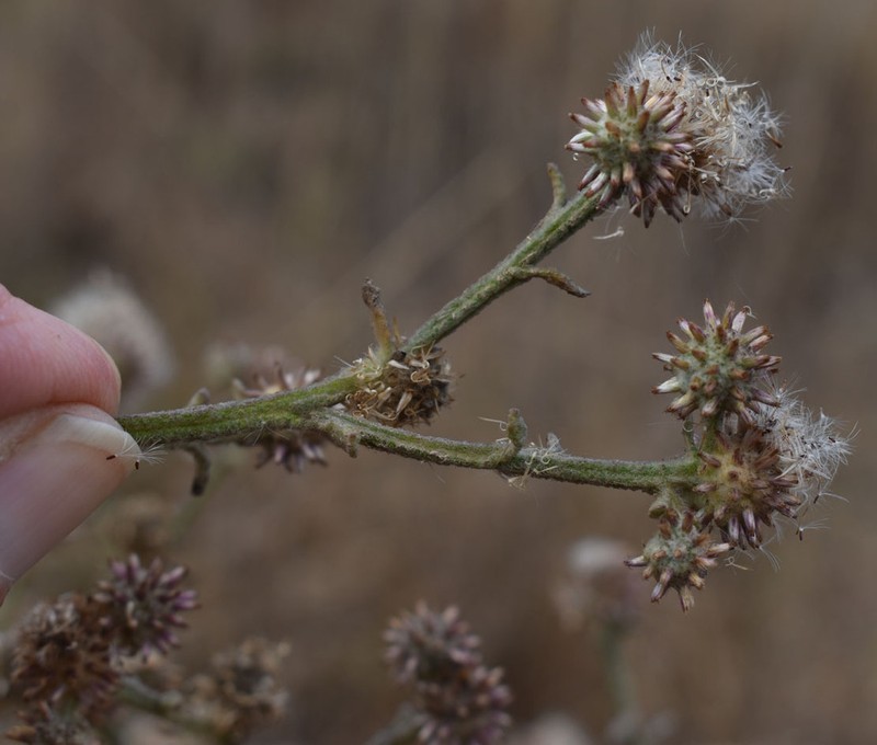 Pterocaulon ciliosum photo 6