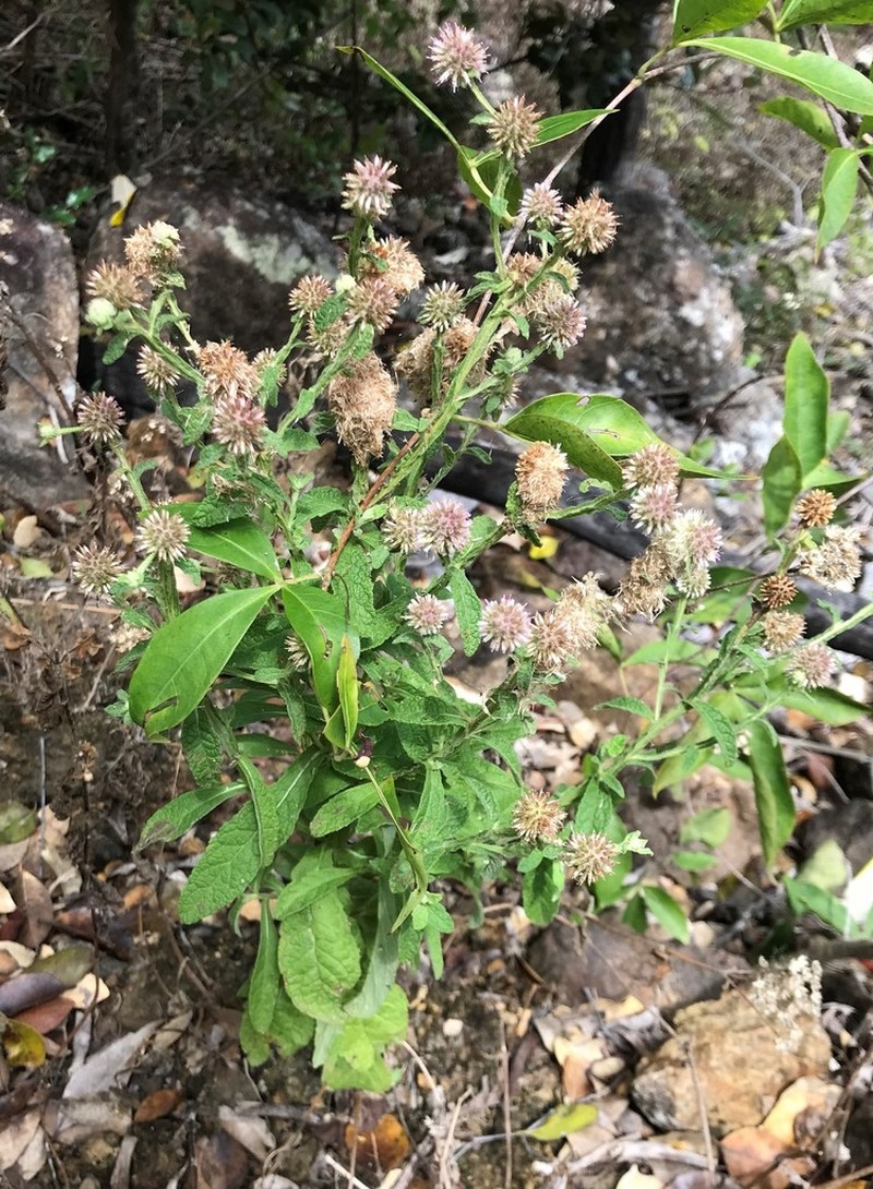 Pterocaulon ciliosum photo 7