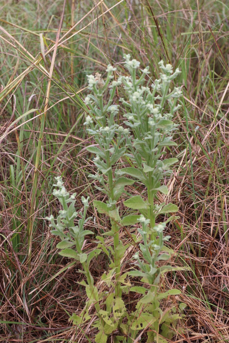 Pterocaulon ciliosum photo 8
