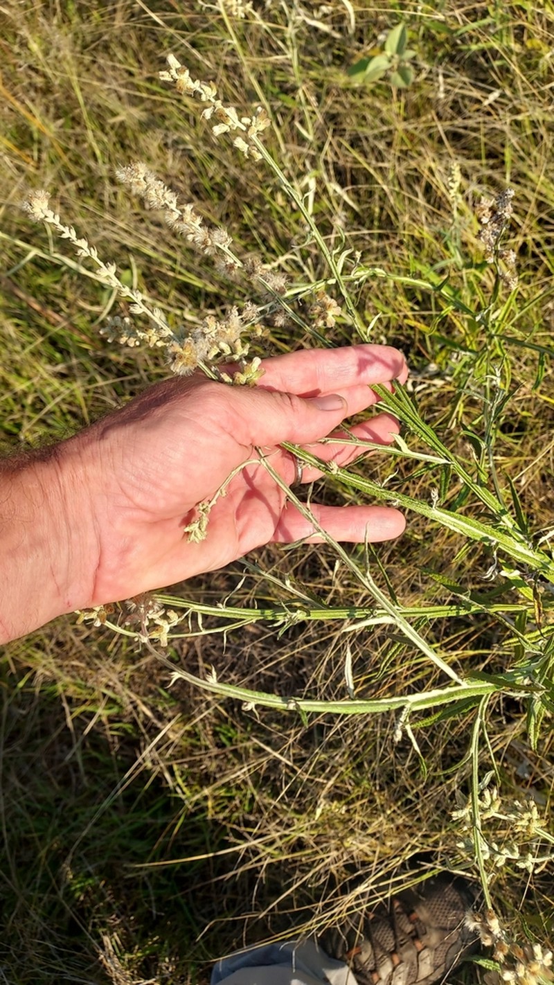 Pterocaulon cordobense