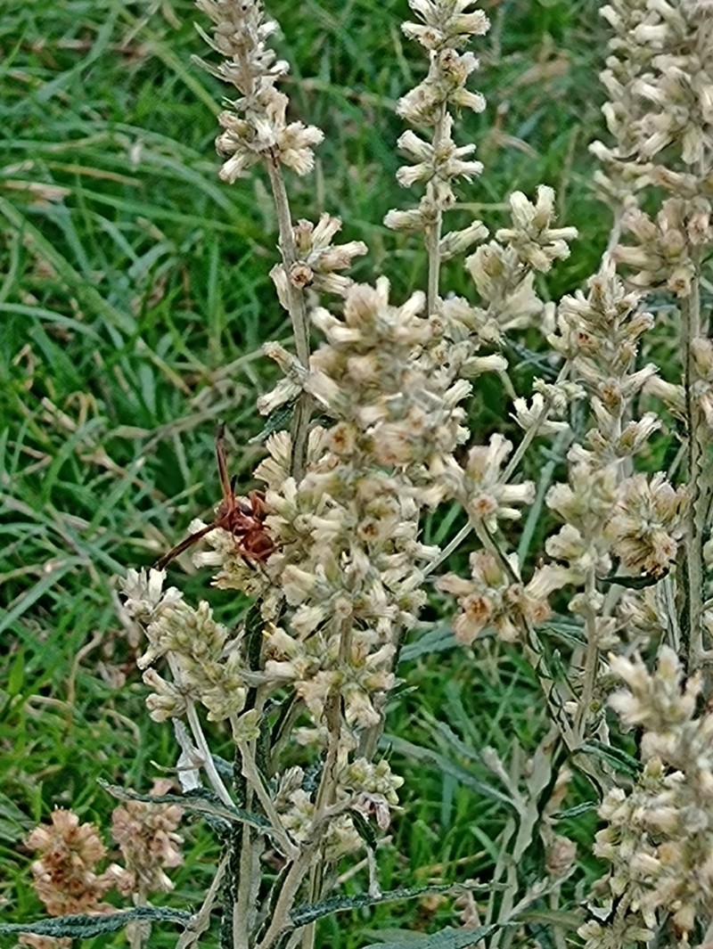Pterocaulon cordobense photo 2