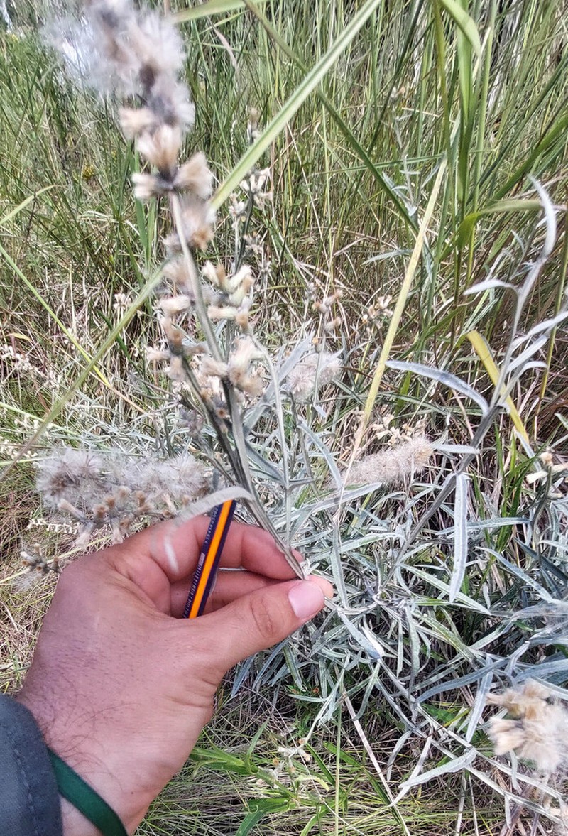 Pterocaulon cordobense photo 3