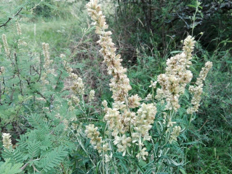 Pterocaulon cordobense photo 4