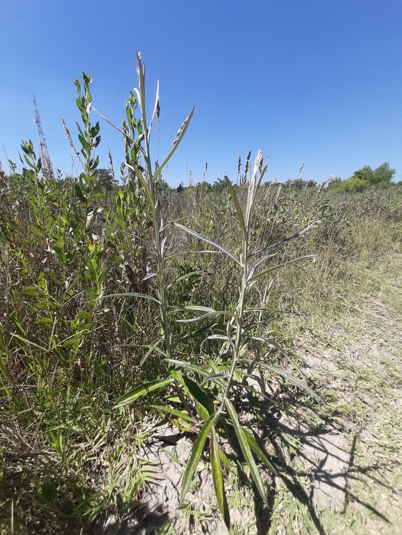 Pterocaulon cordobense photo 5
