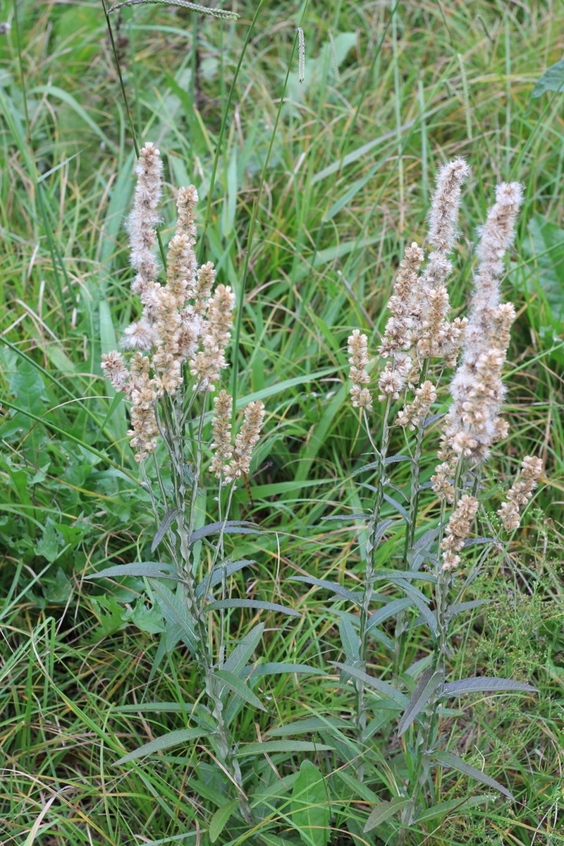 Pterocaulon cordobense photo 6