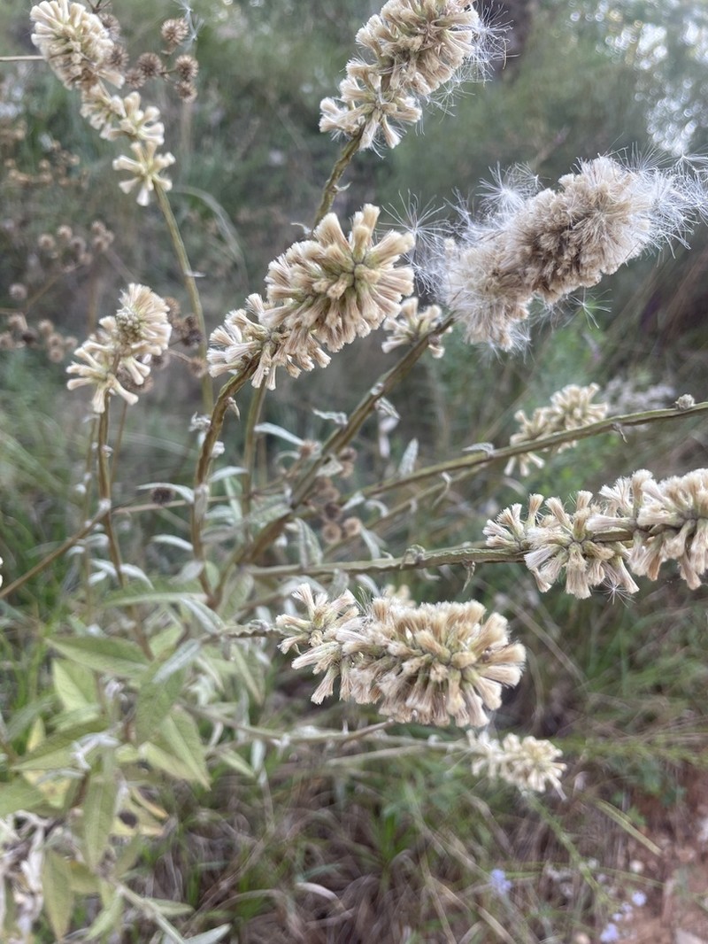 Pterocaulon cordobense photo 7