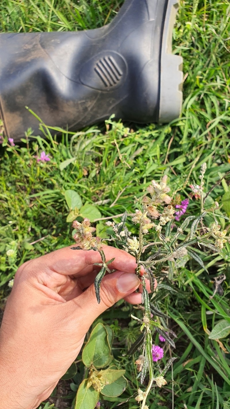 Pterocaulon cordobense photo 8