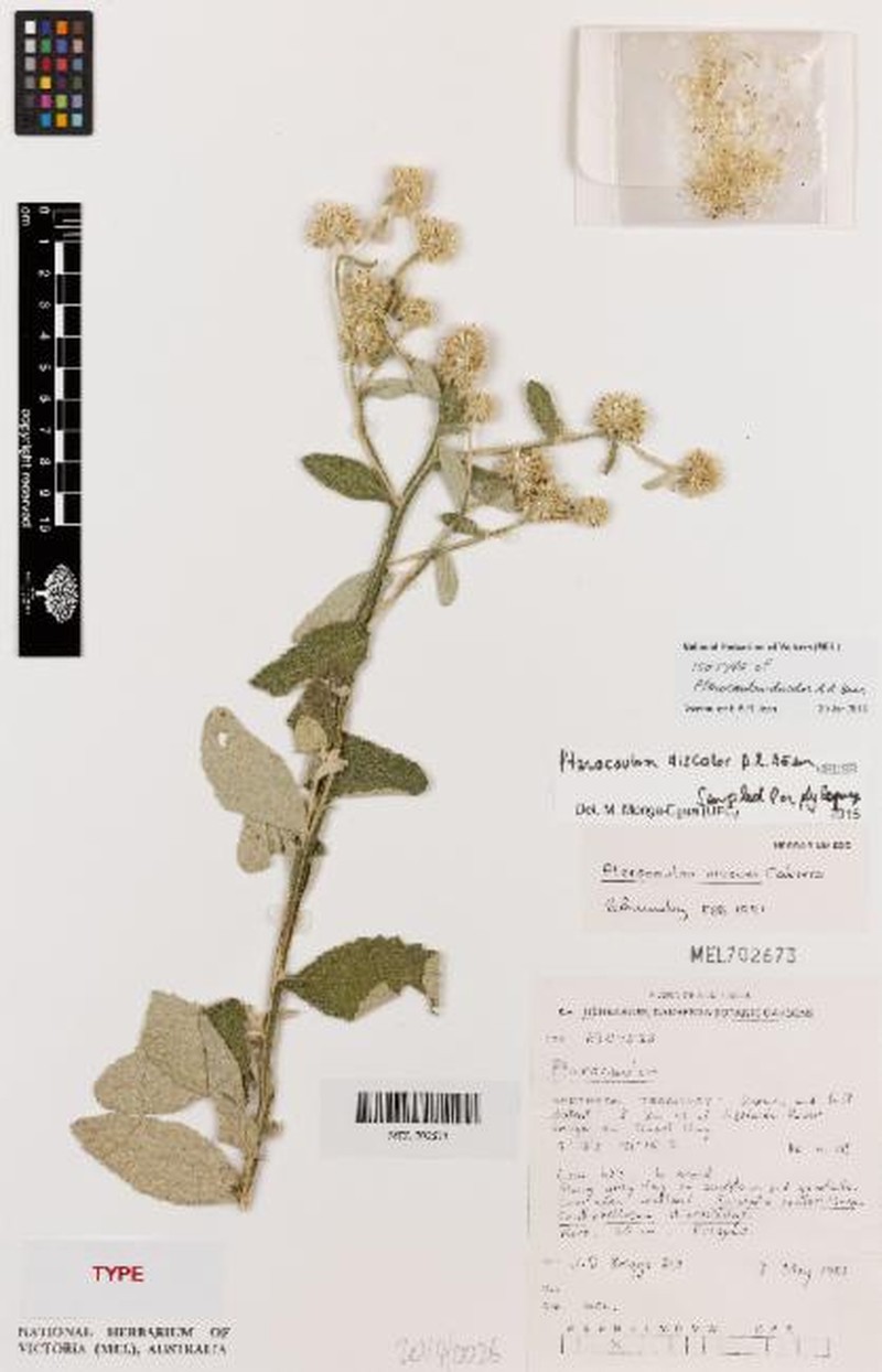 Pterocaulon discolor