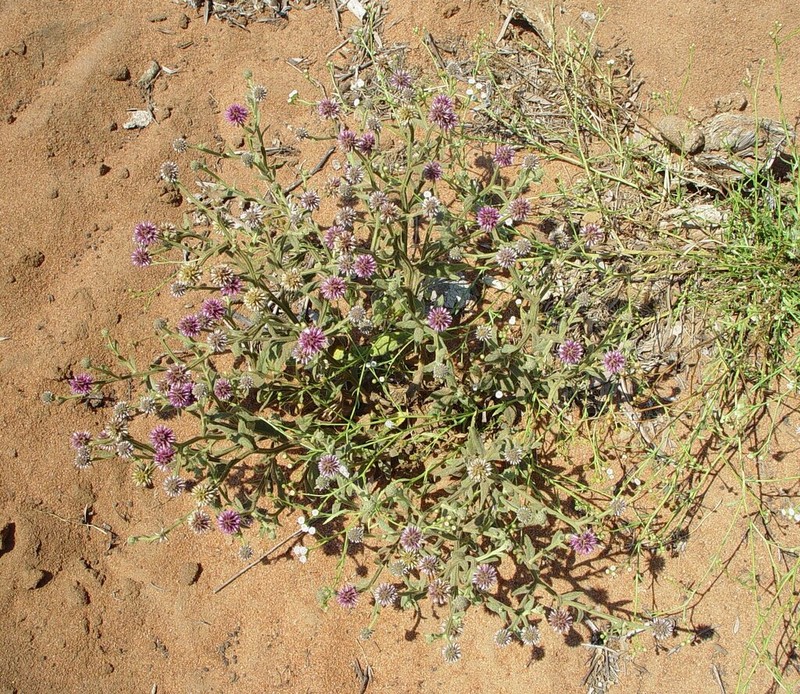 Pterocaulon intermedium