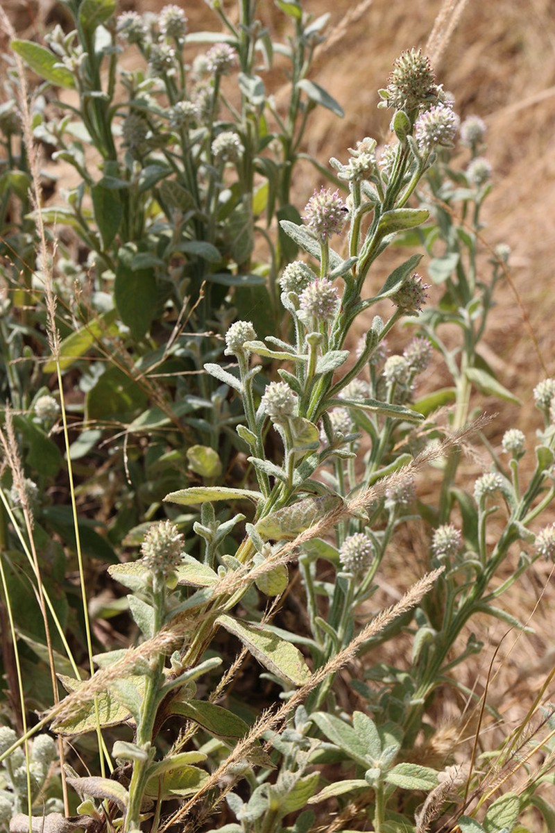 Pterocaulon intermedium photo 2
