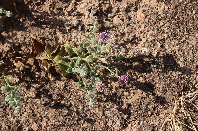 Pterocaulon intermedium photo 3
