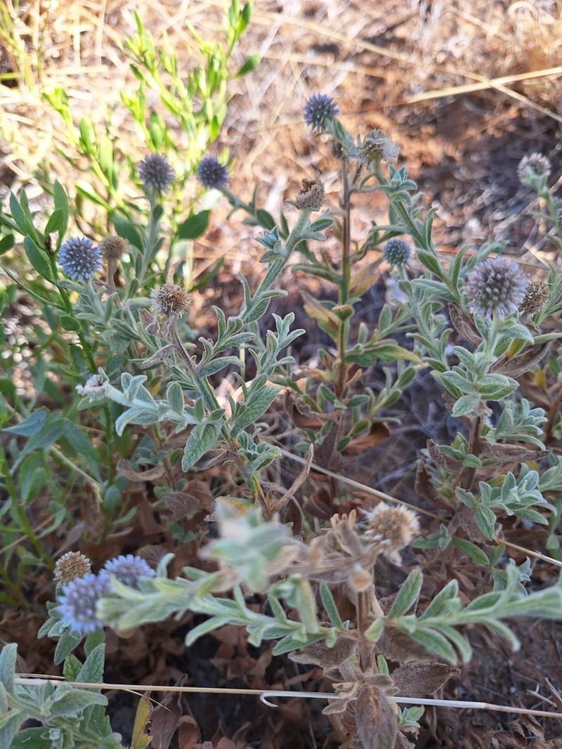 Pterocaulon intermedium photo 4