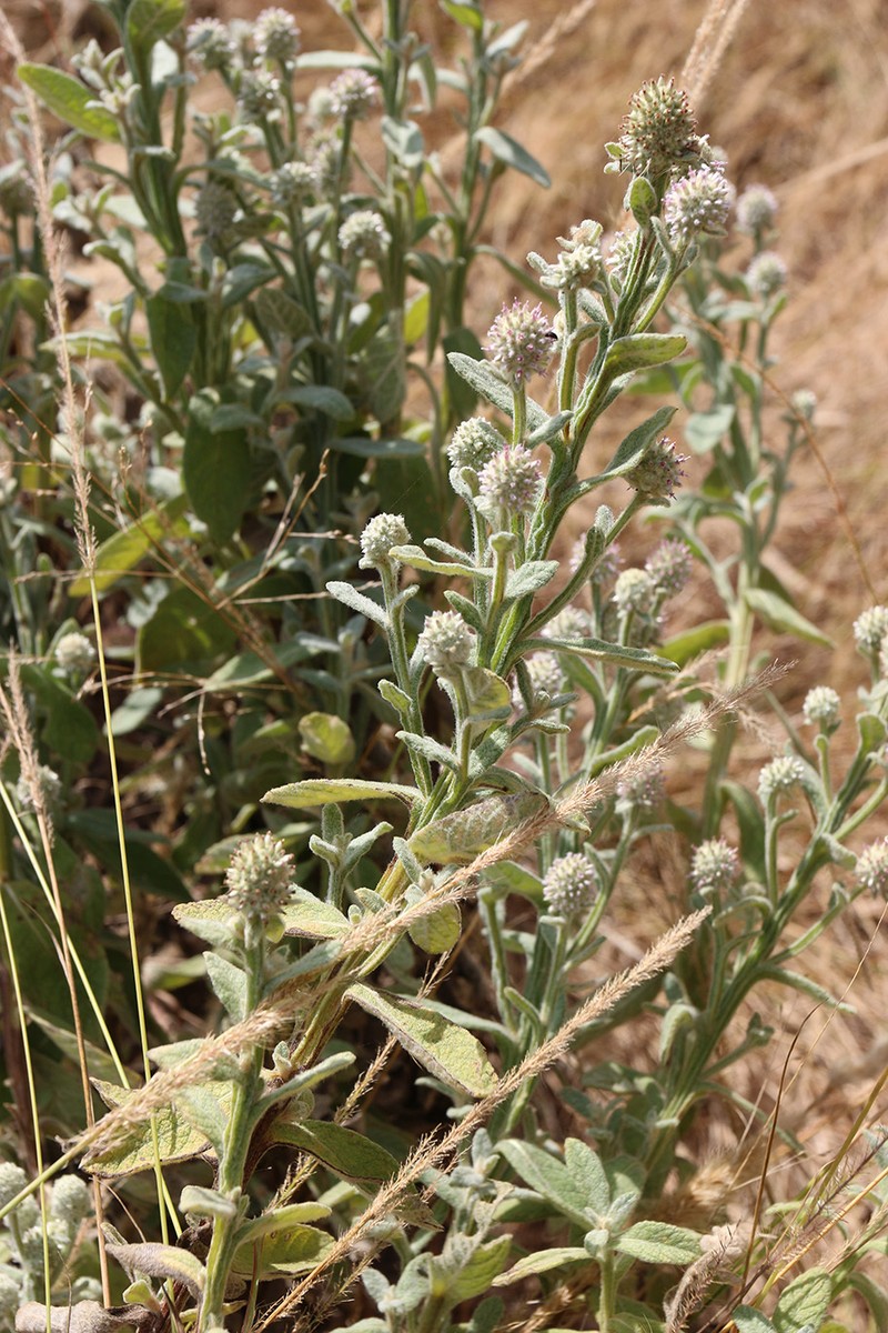 Pterocaulon intermedium photo 5