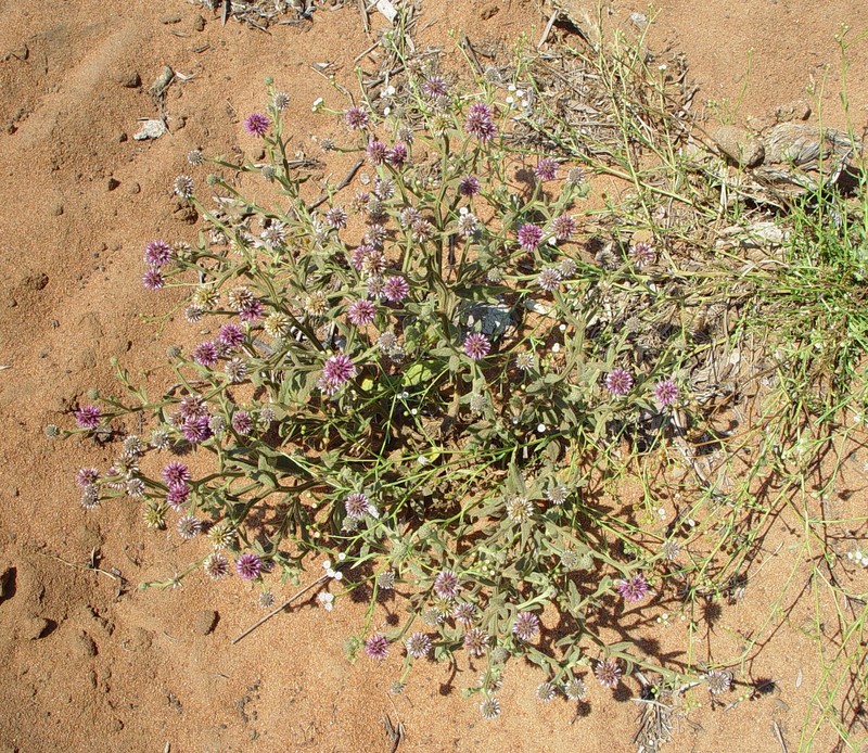 Pterocaulon intermedium photo 7