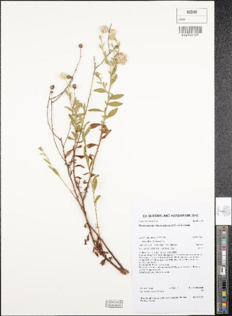 Pterocaulon intermedium photo 8