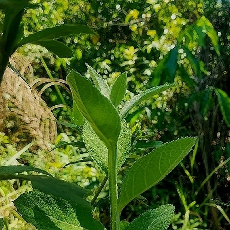 Pterocaulon lanatum
