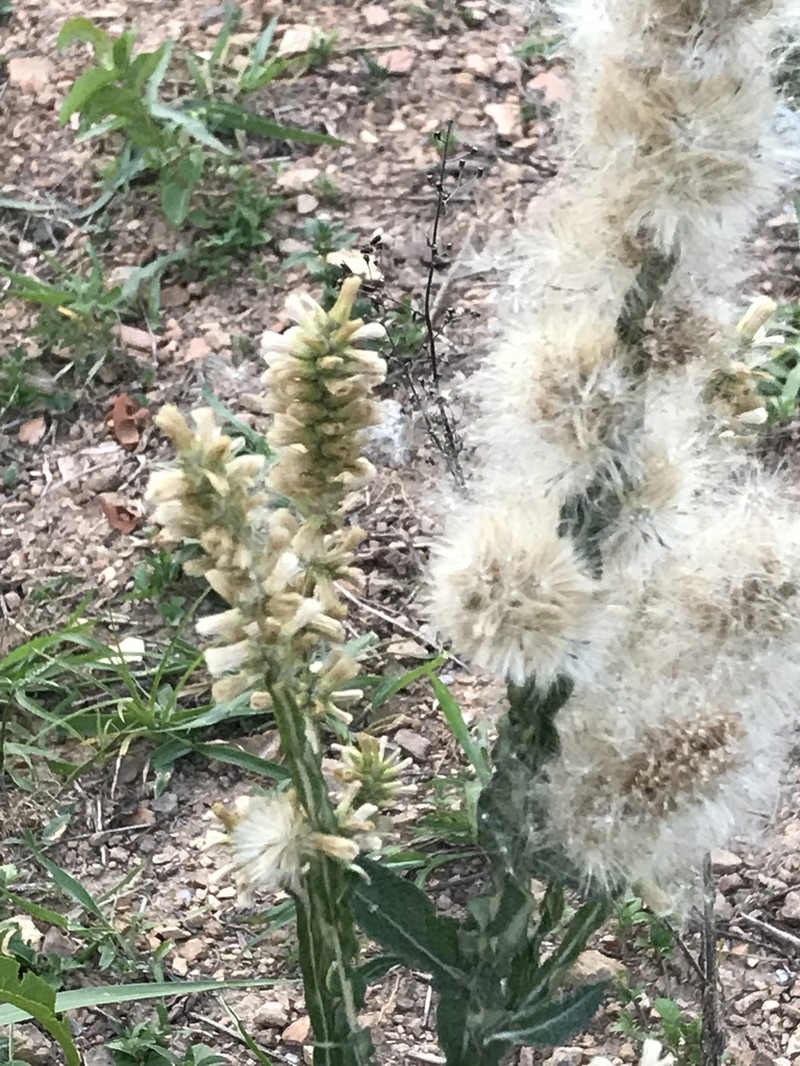 Pterocaulon lanatum photo 2