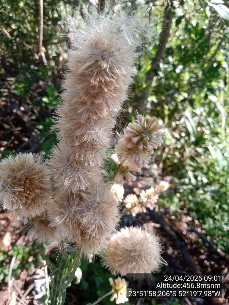 Pterocaulon lanatum photo 3