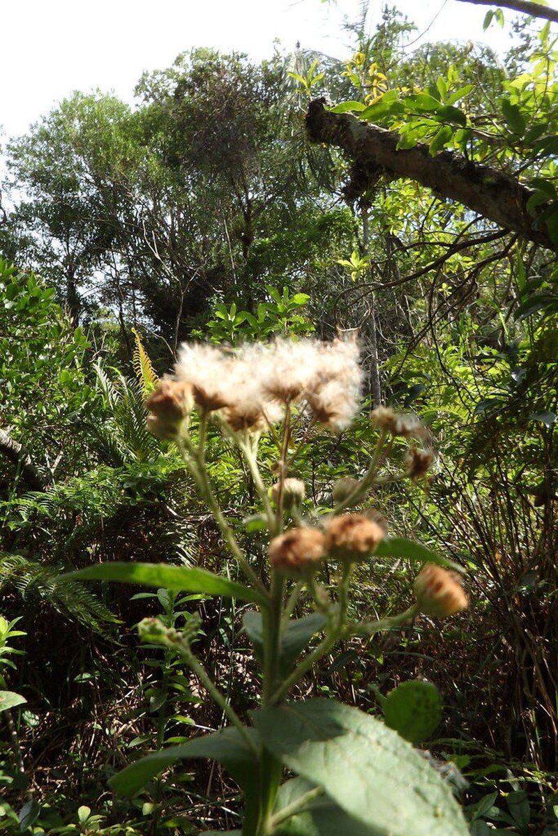 Pterocaulon lanatum photo 4