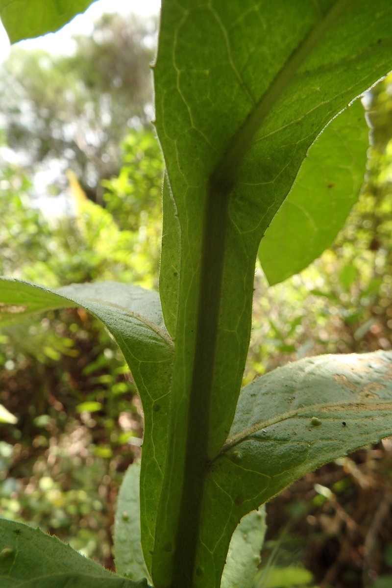 Pterocaulon lanatum photo 5