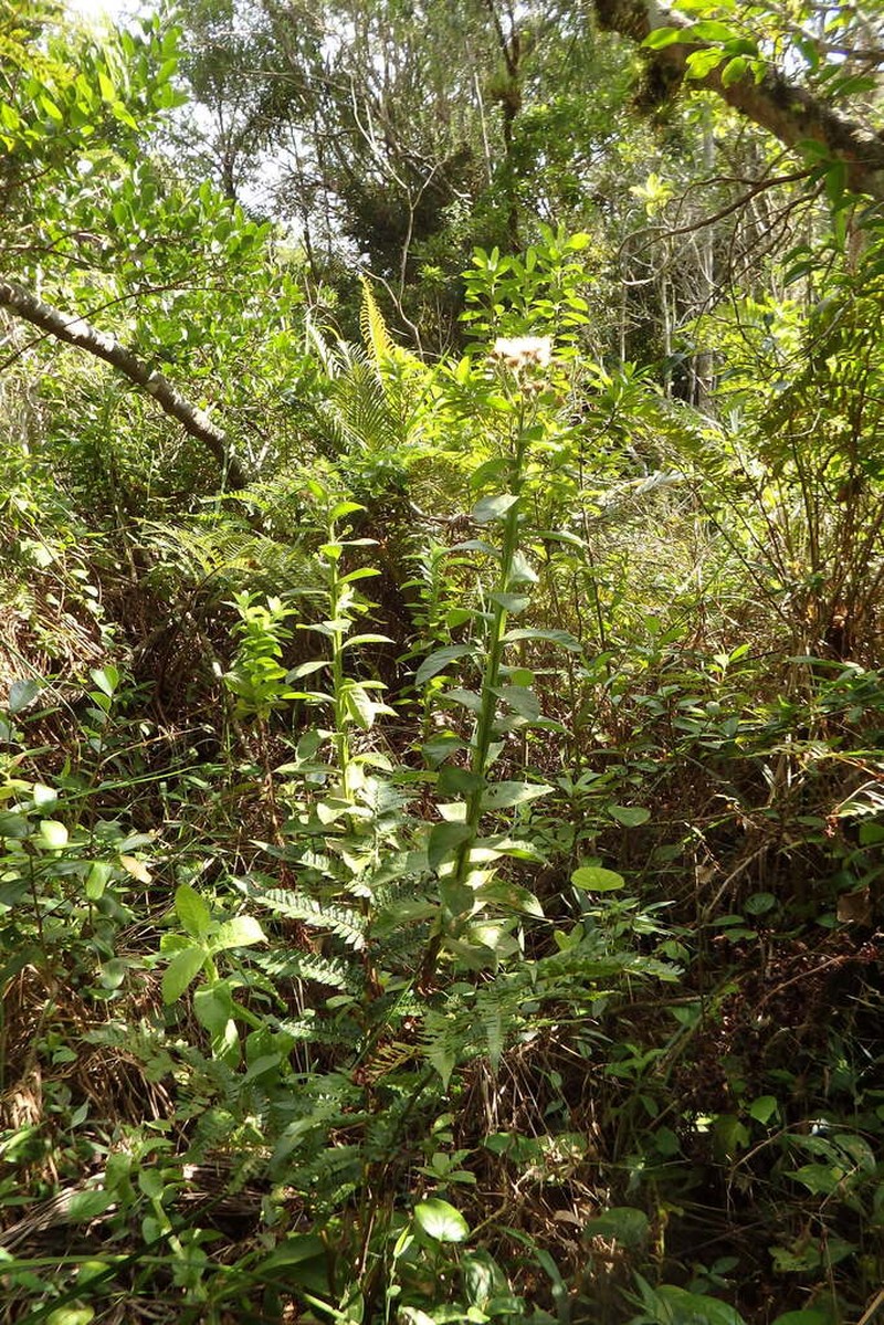 Pterocaulon lanatum photo 6