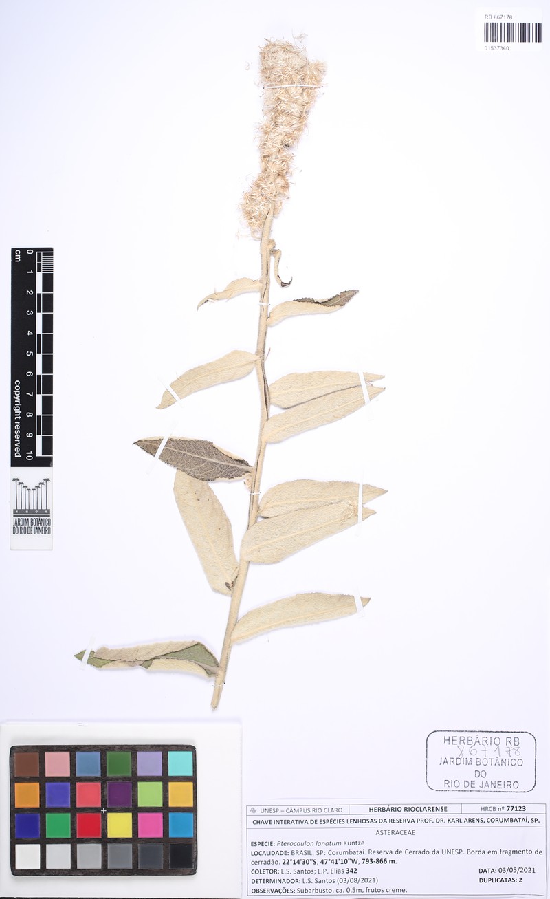 Pterocaulon lanatum photo 7