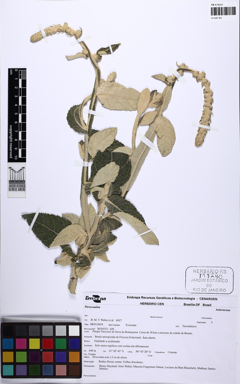 Pterocaulon lanatum photo 8