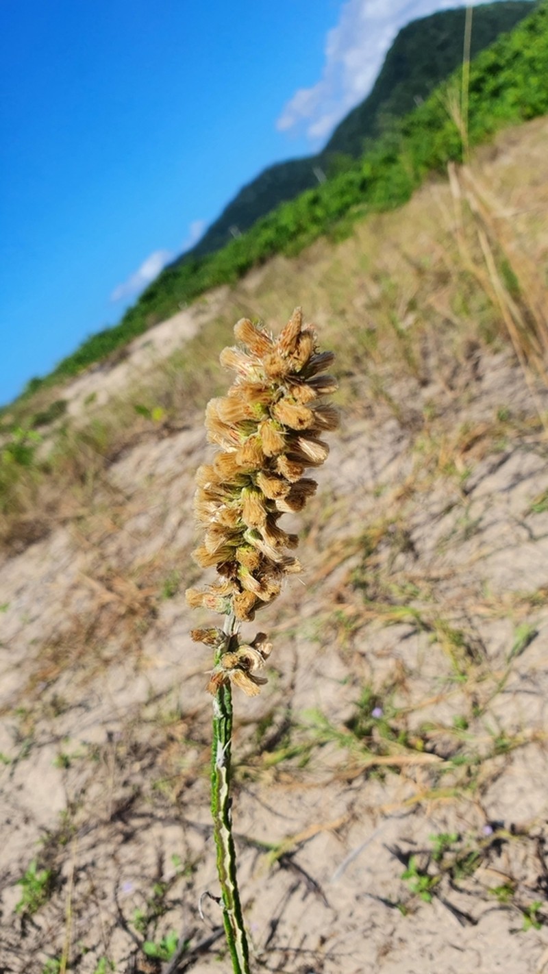 Pterocaulon lorentzii