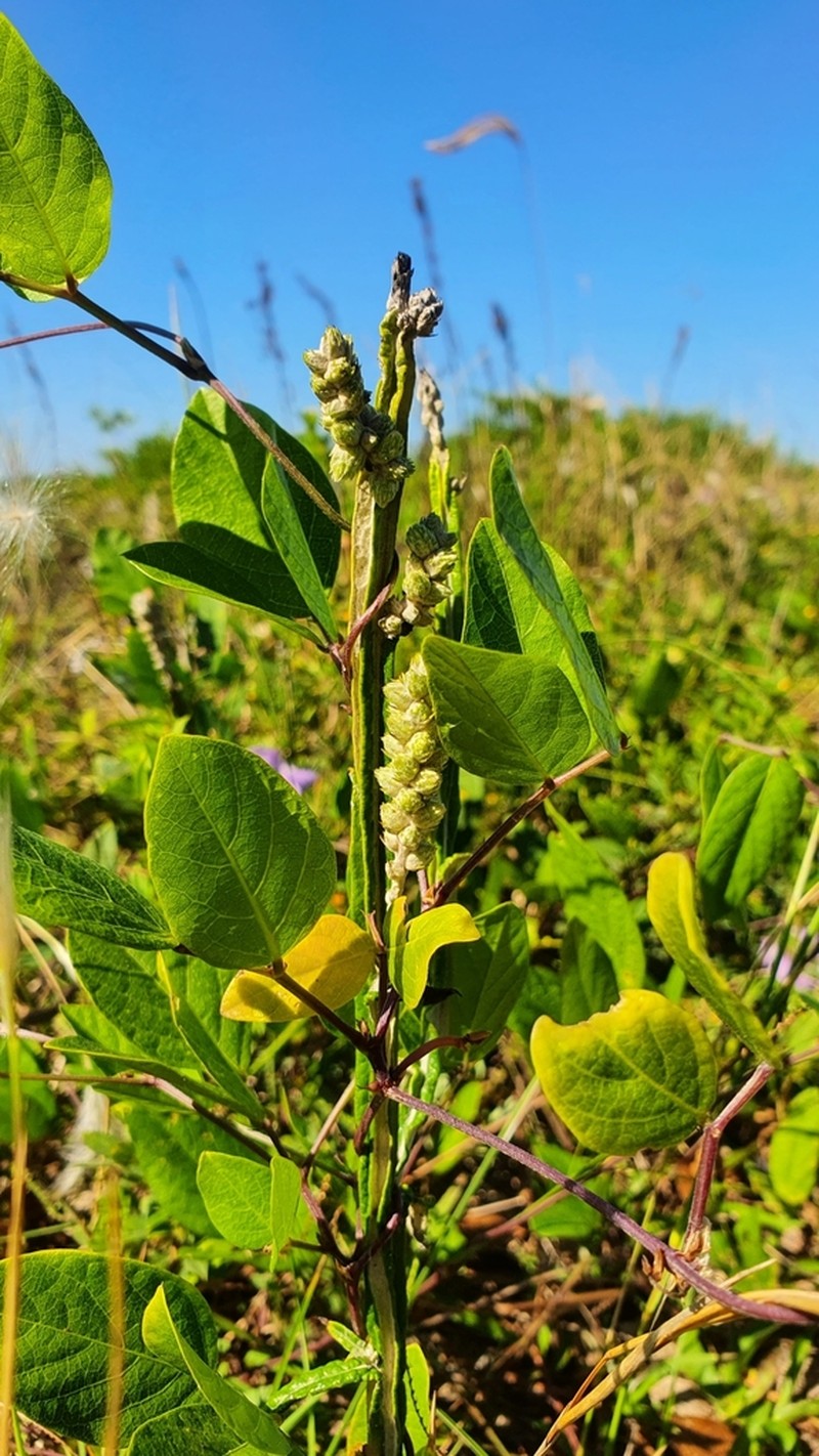Pterocaulon lorentzii photo 2