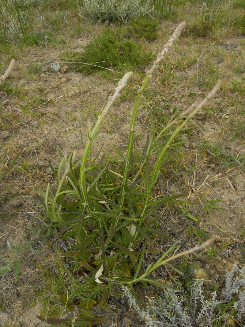 Pterocaulon lorentzii photo 4