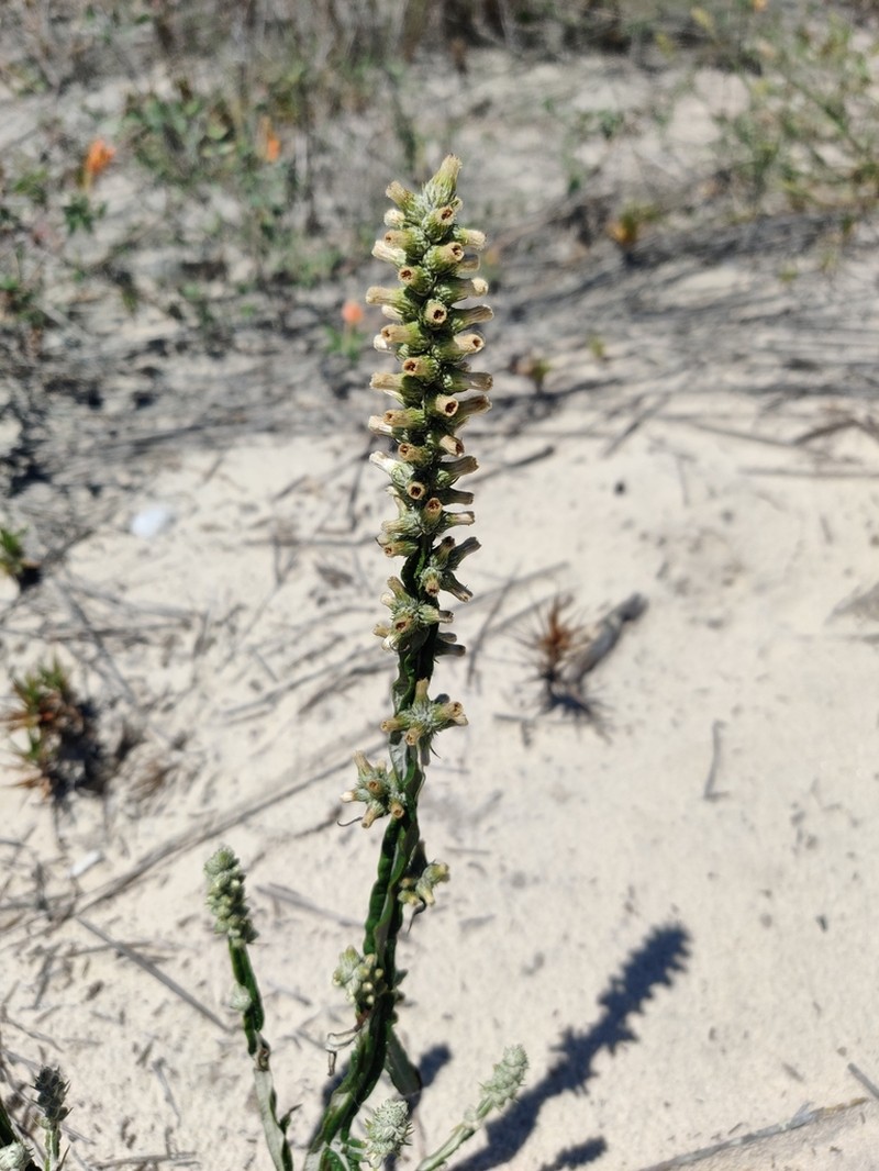 Pterocaulon lorentzii photo 5