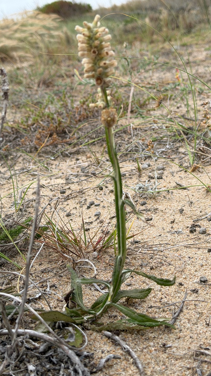 Pterocaulon lorentzii photo 6