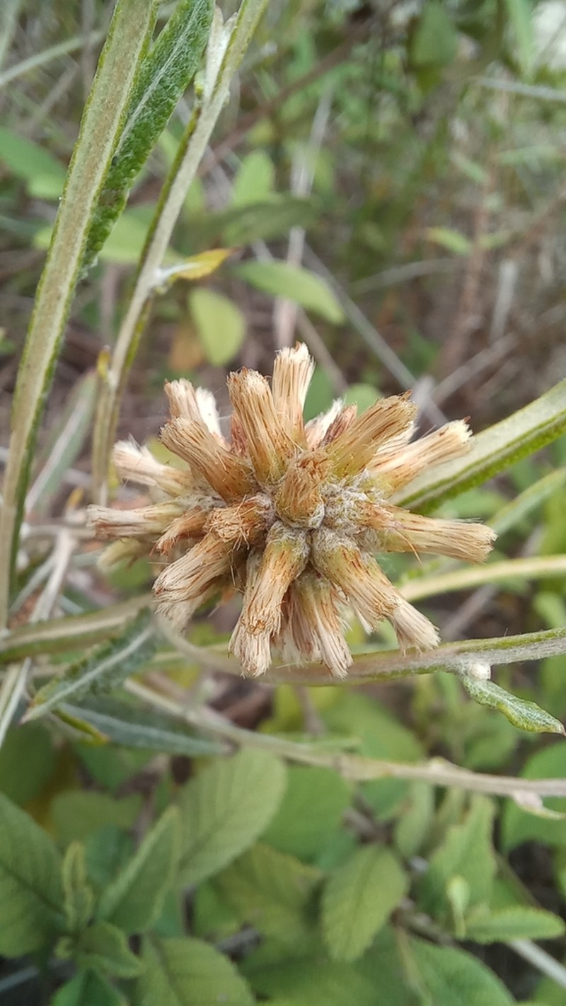 Pterocaulon lorentzii photo 7
