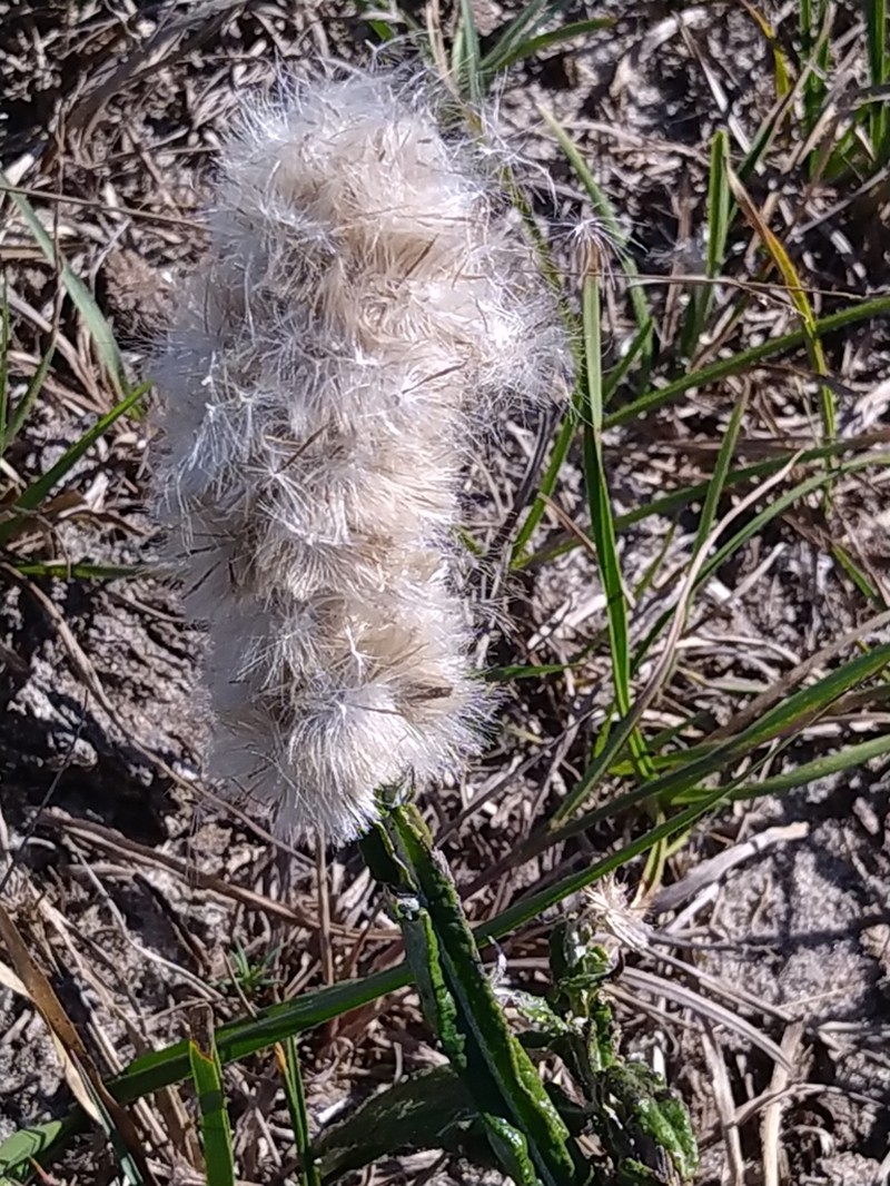 Pterocaulon lorentzii photo 8