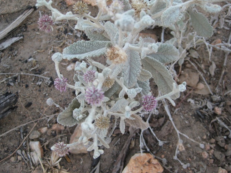 Pterocaulon niveum
