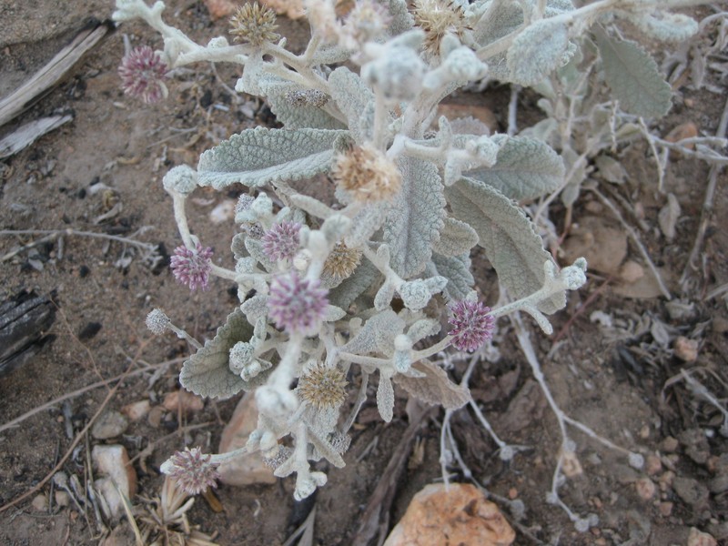 Pterocaulon niveum photo 2
