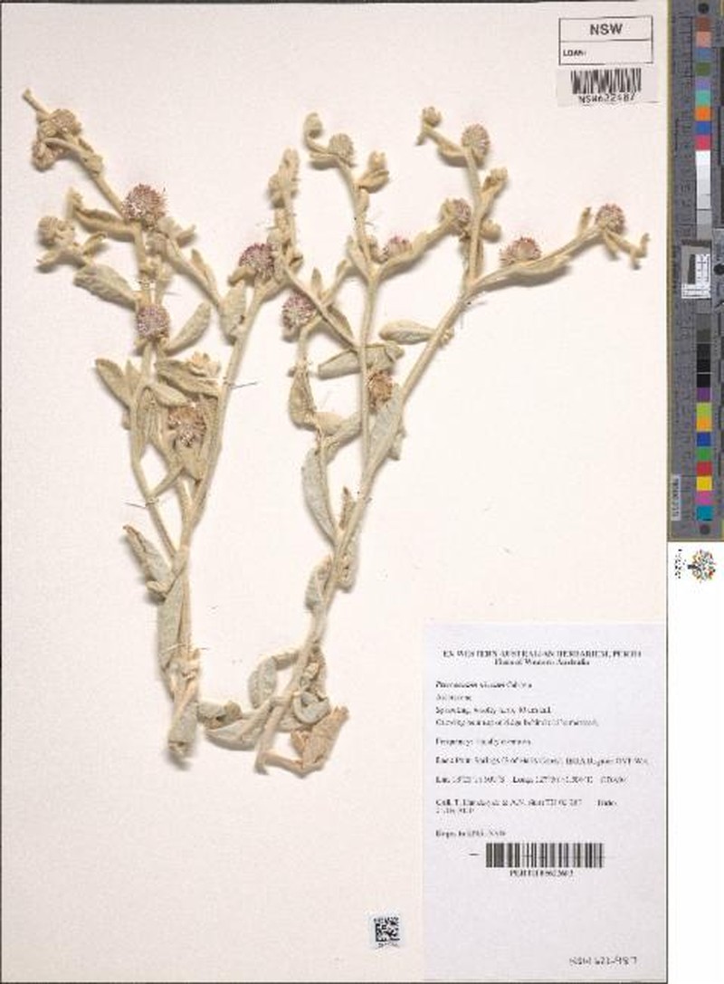 Pterocaulon niveum photo 3