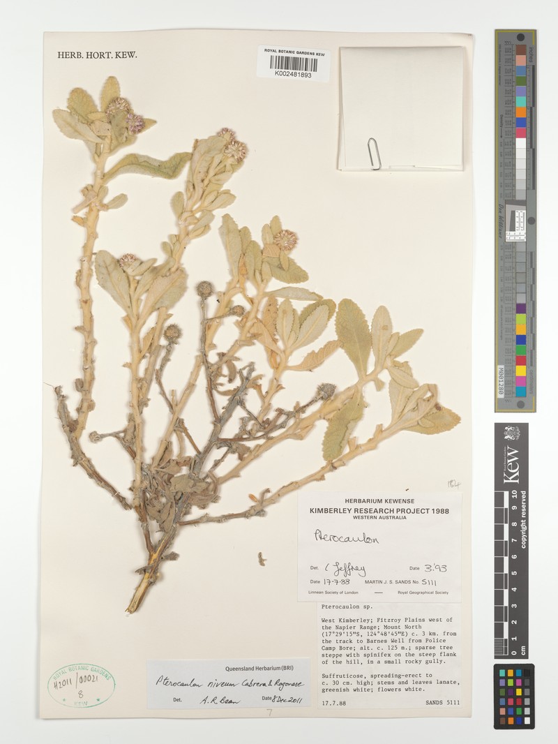 Pterocaulon niveum photo 4