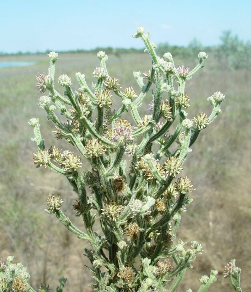 Pterocaulon paradoxum
